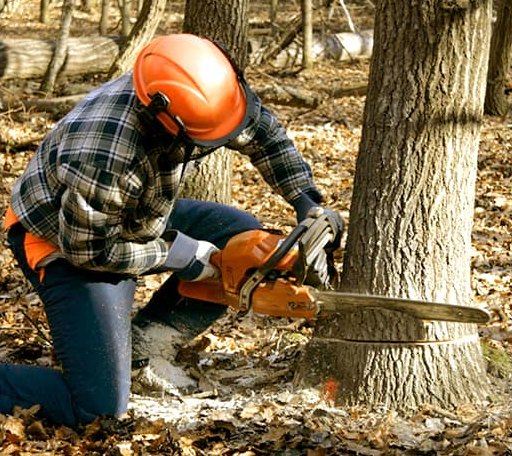 Tree Removal in Hedley, TX